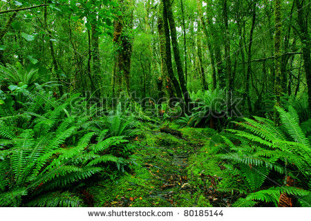 Lush forest full of ferns and dense growth