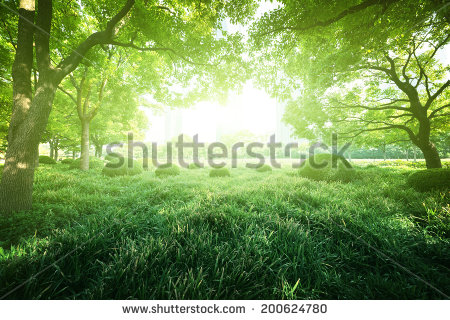 View of the green grass on a sunny day in the park