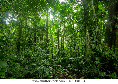 Lush forest full of ferns and dense growth